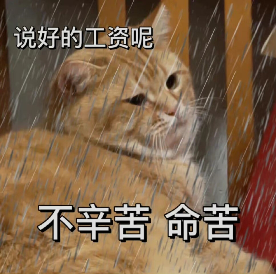 猫咪打工人表情包