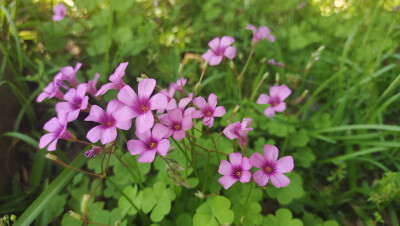 美丽吉安之赏花系列：红花酢浆草花开成海 美如画卷
5月5日，在江西吉安城南市民广场，大片的红花酢浆草正在阳光下竞相绽放，花开成海，美如画卷。那紫红色的花瓣，就像一颗颗紫红色的小星星，一束束，一丛丛，开放在…