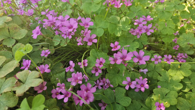 美丽吉安之赏花系列：红花酢浆草花开成海 美如画卷
5月5日，在江西吉安城南市民广场，大片的红花酢浆草正在阳光下竞相绽放，花开成海，美如画卷。那紫红色的花瓣，就像一颗颗紫红色的小星星，一束束，一丛丛，开放在…