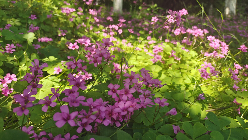 美丽吉安之赏花系列：红花酢浆草花开成海 美如画卷
5月5日，在江西吉安城南市民广场，大片的红花酢浆草正在阳光下竞相绽放，花开成海，美如画卷。那紫红色的花瓣，就像一颗颗紫红色的小星星，一束束，一丛丛，开放在绿叶丛中，特别耀眼夺目。
