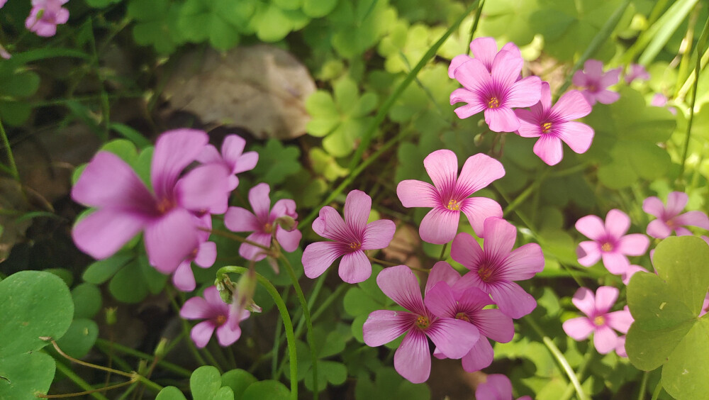 美丽吉安之赏花系列：红花酢浆草花开成海 美如画卷
5月5日，在江西吉安城南市民广场，大片的红花酢浆草正在阳光下竞相绽放，花开成海，美如画卷。那紫红色的花瓣，就像一颗颗紫红色的小星星，一束束，一丛丛，开放在绿叶丛中，特别耀眼夺目。
