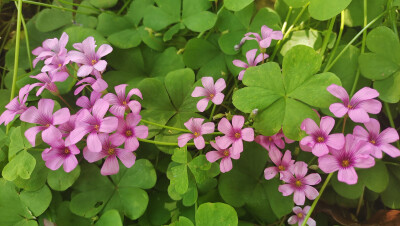 美丽吉安之赏花系列：红花酢浆草花开成海 美如画卷
5月5日，在江西吉安城南市民广场，大片的红花酢浆草正在阳光下竞相绽放，花开成海，美如画卷。那紫红色的花瓣，就像一颗颗紫红色的小星星，一束束，一丛丛，开放在…