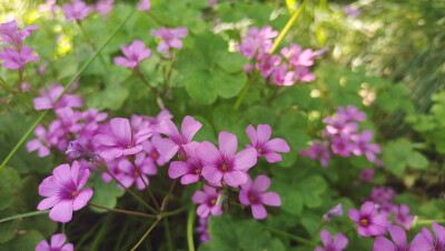 美丽吉安之赏花系列：红花酢浆草花开成海 美如画卷
5月5日，在江西吉安城南市民广场，大片的红花酢浆草正在阳光下竞相绽放，花开成海，美如画卷。那紫红色的花瓣，就像一颗颗紫红色的小星星，一束束，一丛丛，开放在…