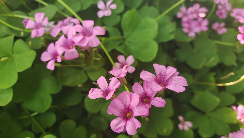 美丽吉安之赏花系列：红花酢浆草花开成海 美如画卷
5月5日，在江西吉安城南市民广场，大片的红花酢浆草正在阳光下竞相绽放，花开成海，美如画卷。那紫红色的花瓣，就像一颗颗紫红色的小星星，一束束，一丛丛，开放在绿叶丛中，特别耀眼夺目。
