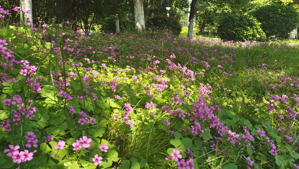 美丽吉安之赏花系列：红花酢浆草花开成海 美如画卷
5月5日，在江西吉安城南市民广场，大片的红花酢浆草正在阳光下竞相绽放，花开成海，美如画卷。那紫红色的花瓣，就像一颗颗紫红色的小星星，一束束，一丛丛，开放在绿叶丛中，特别耀眼夺目。
