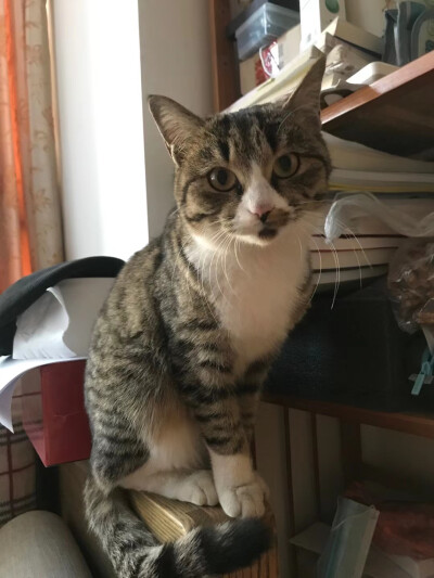 阿喵