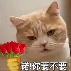 举花小猫表情包