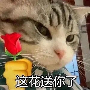 举花小猫表情包