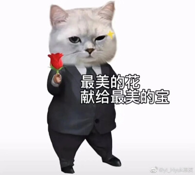 举花小猫表情包