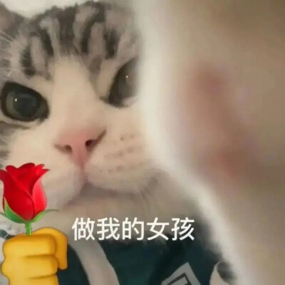 举花小猫表情包