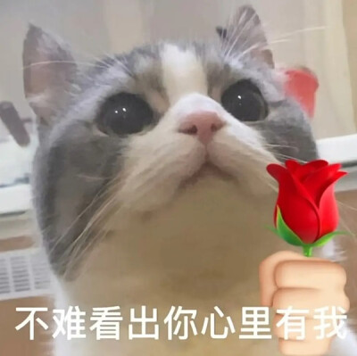 举花小猫表情包