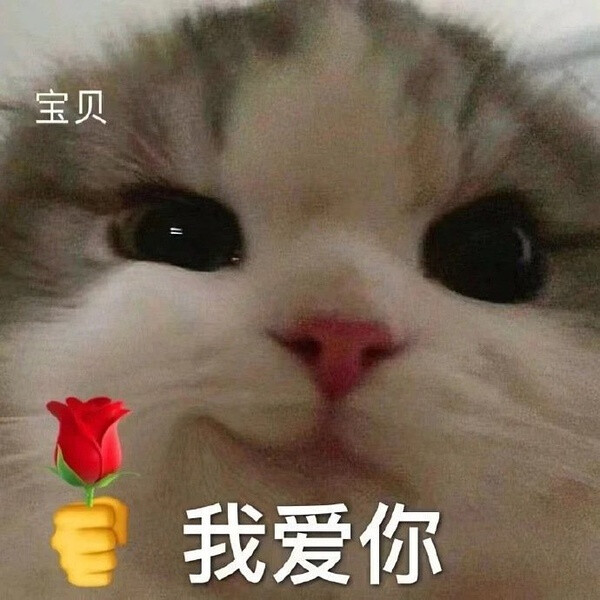 举花小猫表情包