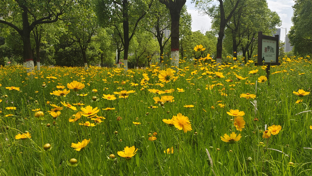 美丽吉安之赏花系列：香樟园内成片的金鸡菊盛情绽放 美不胜收
5月6日，江西吉安城南香樟园内的金鸡菊盛情绽放，美不胜收，景色迷人。走进园内，成片的金鸡菊随风摇曳，如同一片金黄色的海洋。那如梦如幻的金黄、那沁人心脾的花香，让人如痴如醉、流连忘返。