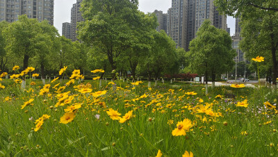 美丽吉安之赏花系列：香樟园内成片的金鸡菊盛情绽放 美不胜收
5月6日，江西吉安城南香樟园内的金鸡菊盛情绽放，美不胜收，景色迷人。走进园内，成片的金鸡菊随风摇曳，如同一片金黄色的海洋。那如梦如幻的金黄、那…