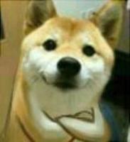 总之就是很奇怪(猫/狗 表情包)