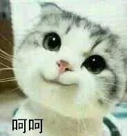 总之就是很奇怪(猫/狗 表情包)