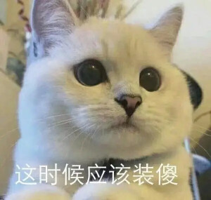 总之就是很奇怪(猫/狗 表情包)