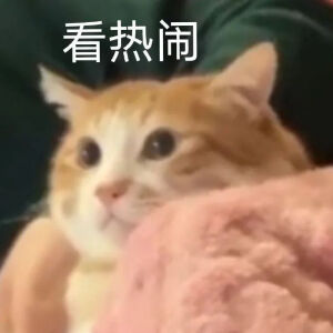 总之就是很奇怪(猫/狗 表情包)