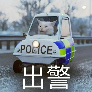 总之就是很奇怪(猫/狗 表情包)