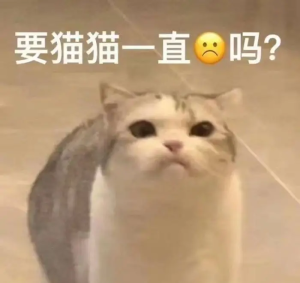 总之就是很奇怪(猫/狗 表情包)