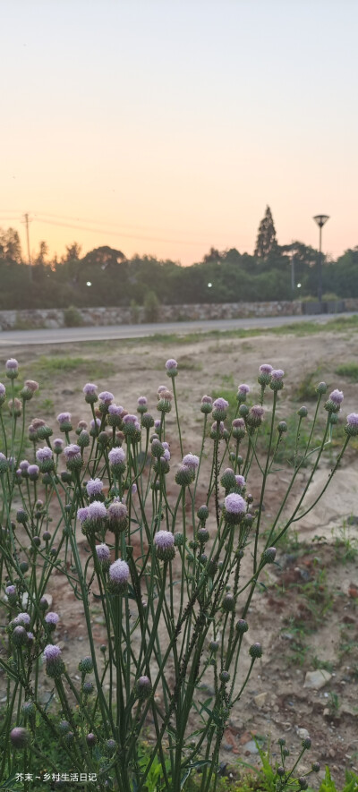 夕阳无限好，只是近黄昏！