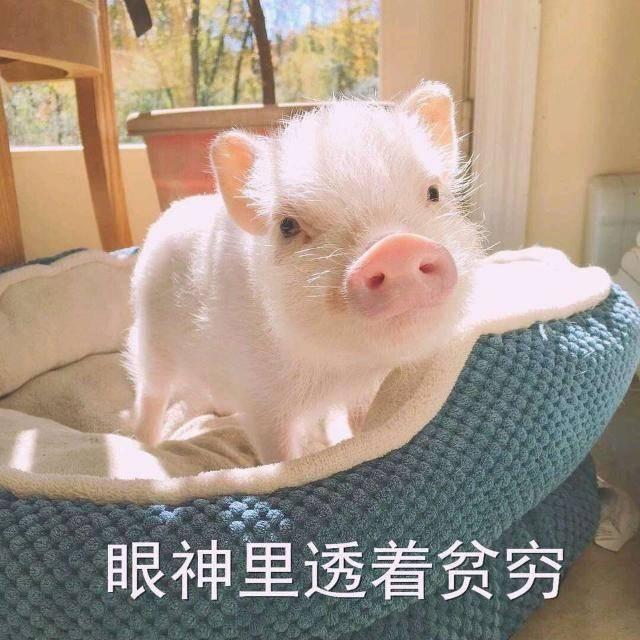 小猪表情包