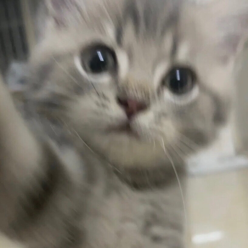 搞怪猫咪头像