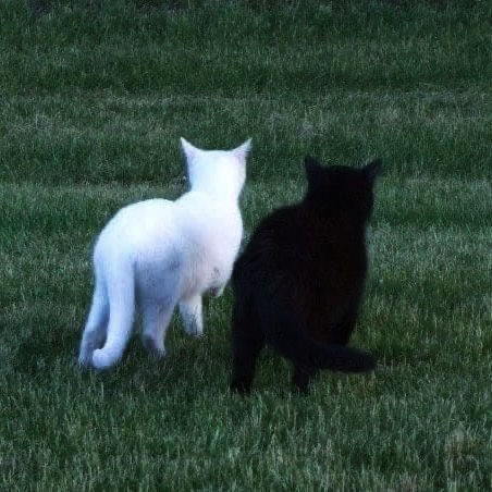 背景.猫猫.黑猫.白猫
