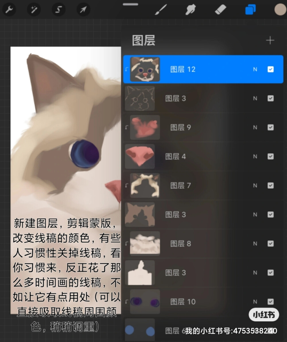 【厚涂】| 布偶猫教程