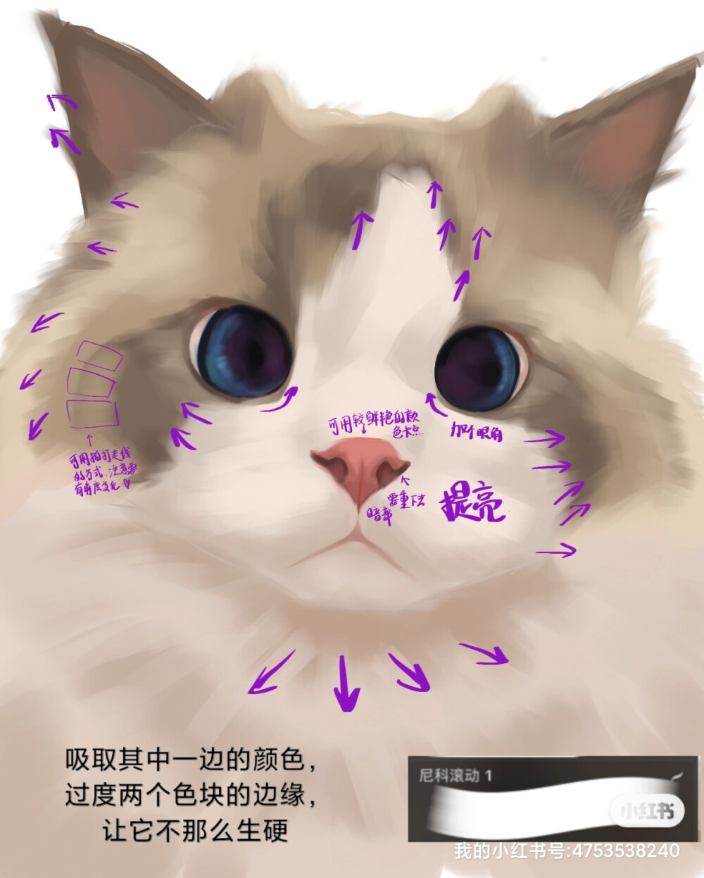 【厚涂】| 布偶猫教程