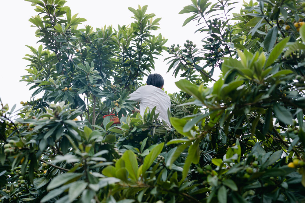 赶在最佳赏味期前半个月
摄影：洪小漩
出镜：菲比和阿科
东挪西挪，抠出一天半的假期，匆匆回家。
在回杭州之前，陪妈妈去摘些蔬菜，却被爸爸种的枇杷给吸引了。
说实话，不在收获的季节，感觉不出枇杷树的可人。今天一见，忍不住要夸一句：懂事。
爸爸没有太多时间来打理删减，树长得旁逸斜出，果子缀满，个头自然也不大。
妈妈让阿科从老房子搬了梯子来，攀到高高的树枝头上择优采摘，不多时，篮子就满了。
果子酸味盖过了甜，却是鲜极了。哪怕现在一边打字，我也忍不住咽一下吐沫。
等我回到杭州，和爸爸视频，爸爸说，再过半个月味道才最佳，可谁知道你们半个月后能不能回来呢。
我不做承诺，只回，到时候再看