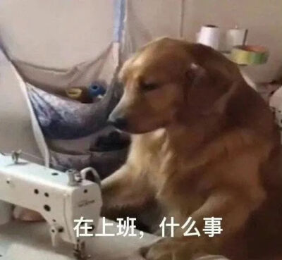 一些可可爱爱的小动物表情包
之之