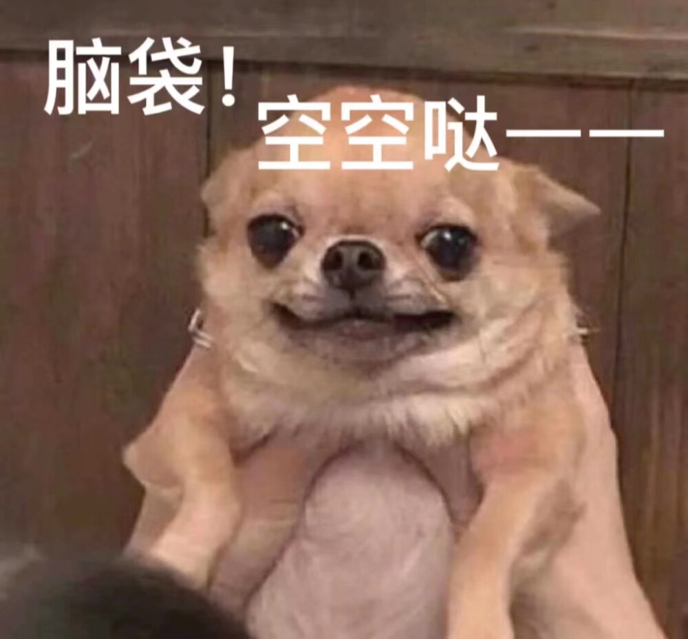 吉娃娃