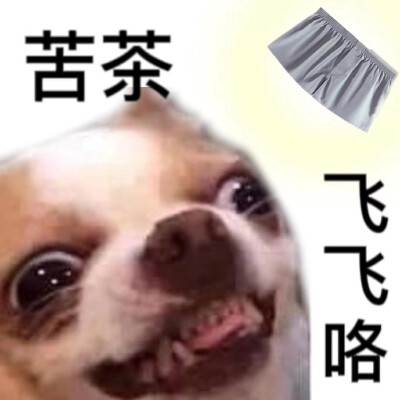 吉娃娃