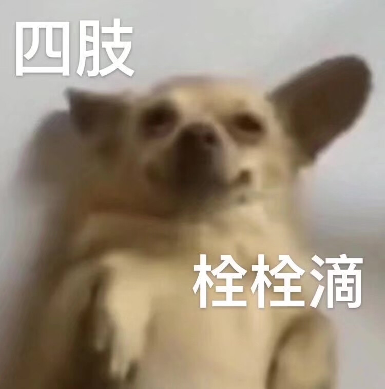 吉娃娃