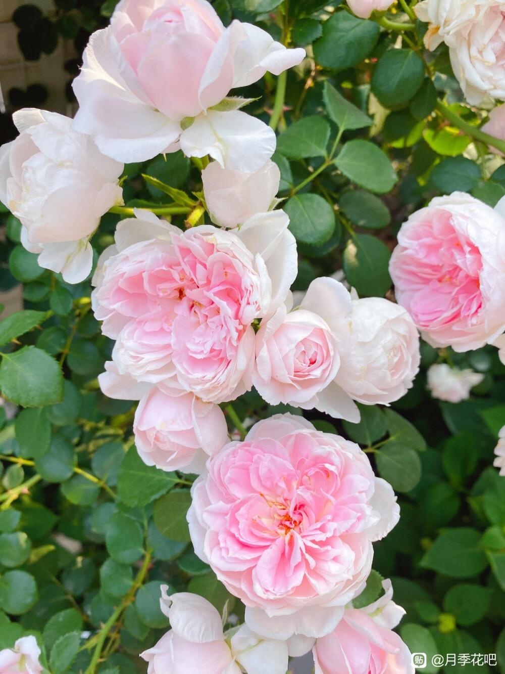 超仙的月季 灰姑娘