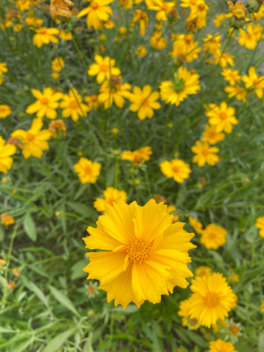 夏日雏菊