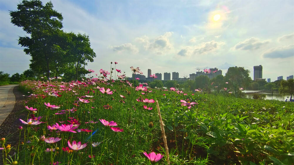 2022年5月9日，在江西吉安古后河绿廊，各个花卉种植点的鲜花盛情绽放，开成一个个美丽的花海。各种颜色的花朵随风飘荡，花香四溢，在蓝天白云的映衬下，显得更加美丽动人，也吸引了许多蜜蜂前来采蜜。