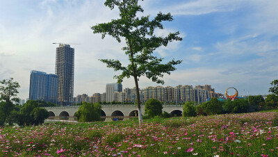 2022年5月9日，在江西吉安古后河绿廊，各个花卉种植点的鲜花盛情绽放，开成一个个美丽的花海。各种颜色的花朵随风飘荡，花香四溢，在蓝天白云的映衬下，显得更加美丽动人，也吸引了许多蜜蜂前来采蜜。