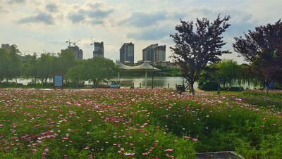 2022年5月9日，在江西吉安古后河绿廊，各个花卉种植点的鲜花盛情绽放，开成一个个美丽的花海。各种颜色的花朵随风飘荡，花香四溢，在蓝天白云的映衬下，显得更加美丽动人，也吸引了许多蜜蜂前来采蜜。