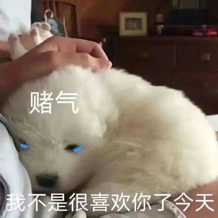 可爱猫猫和狗狗表情包