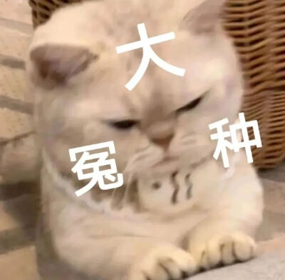 可爱猫猫和狗狗表情包