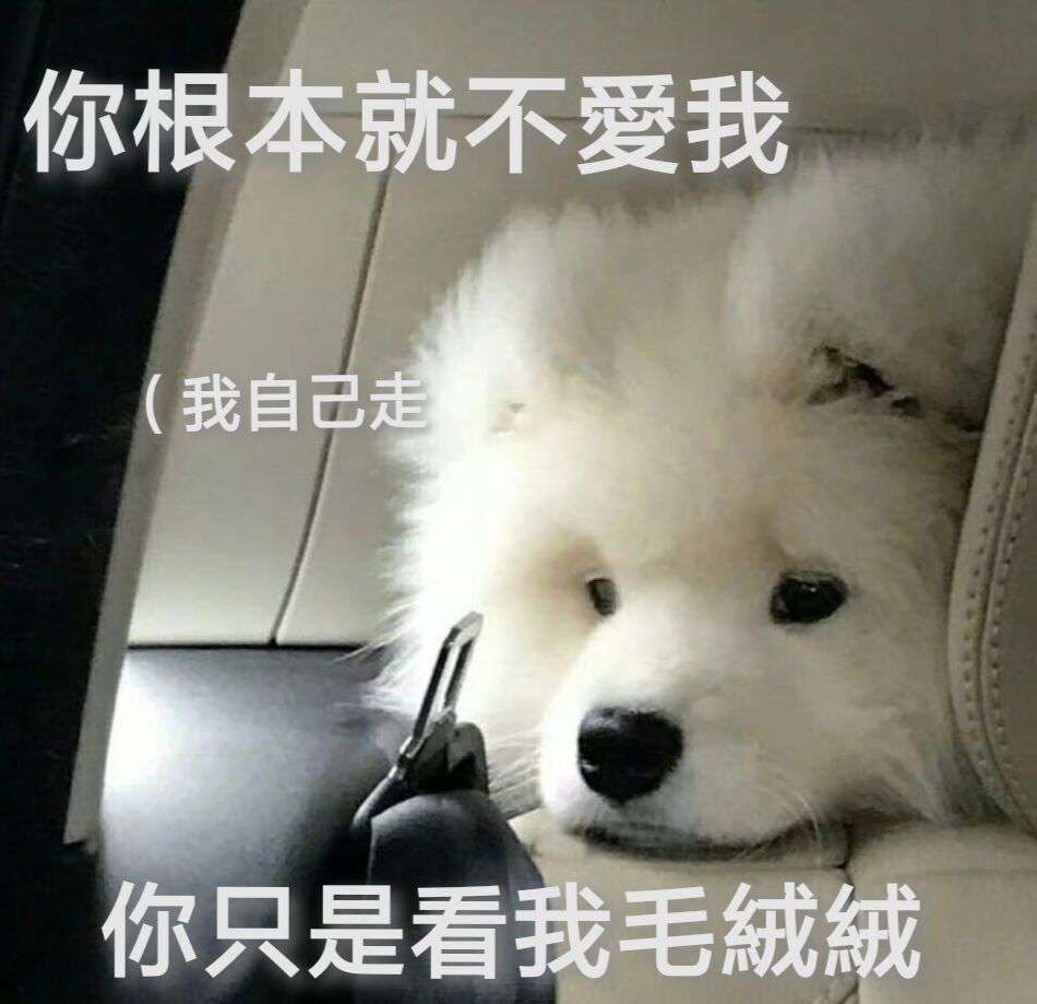 萨摩耶.