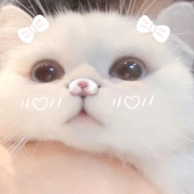 ‍‍数着小狗回来的日子