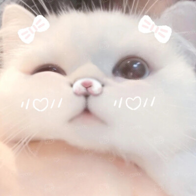 ‍‍数着小狗回来的日子