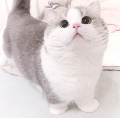 ‍‍数着小狗回来的日子