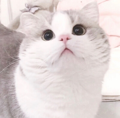 ‍‍数着小狗回来的日子