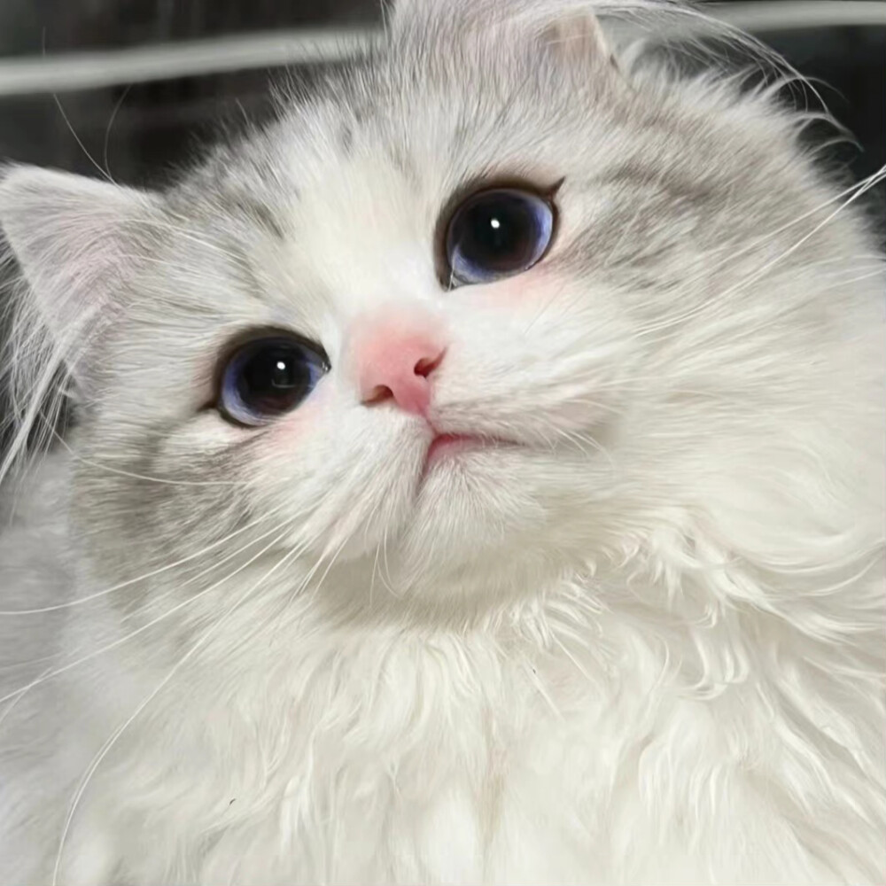 可爱小猫˗ˋˏ ˎˊ˗ ​