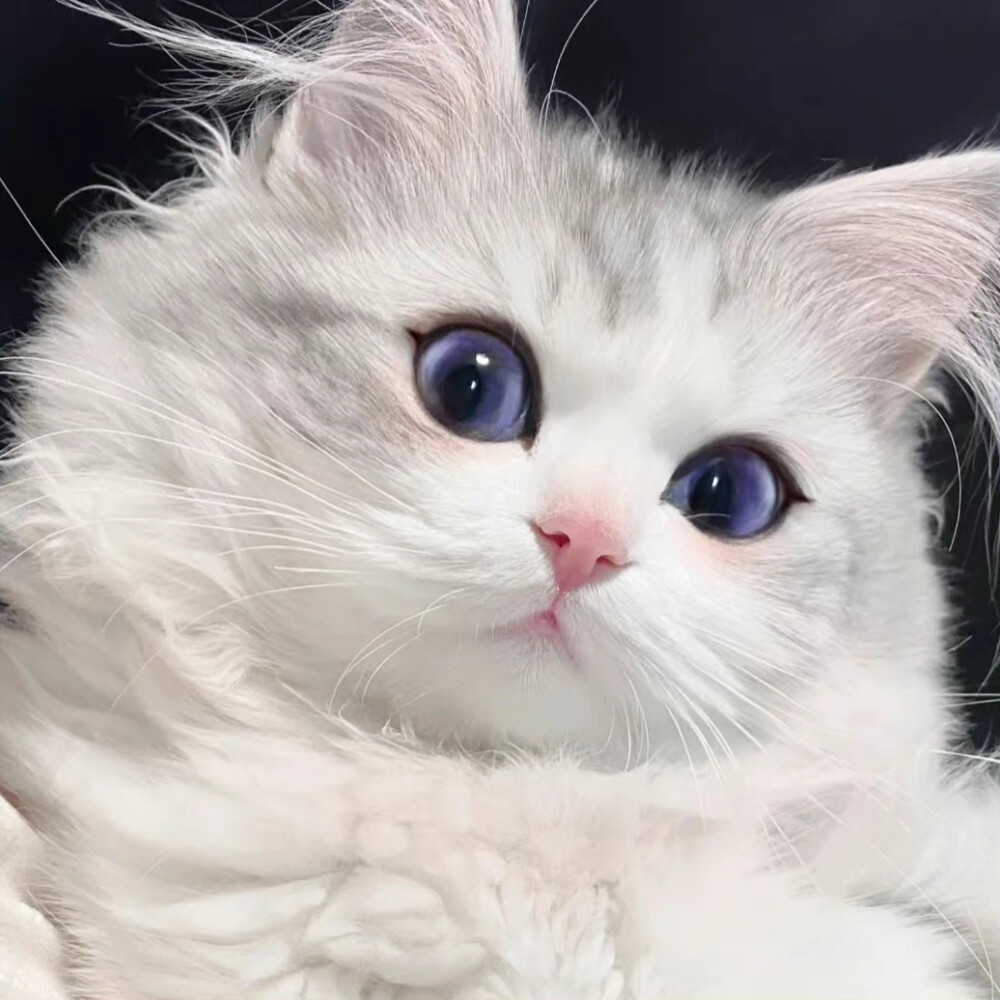 可爱小猫˗ˋˏ ˎˊ˗ ​