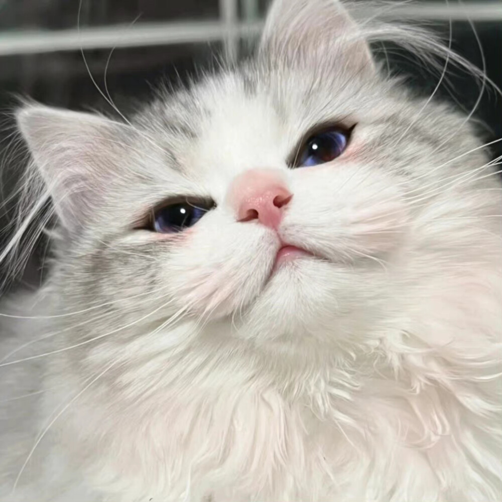 可爱小猫˗ˋˏ ˎˊ˗ ​